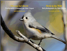 Tablet Screenshot of oiseaux.ca